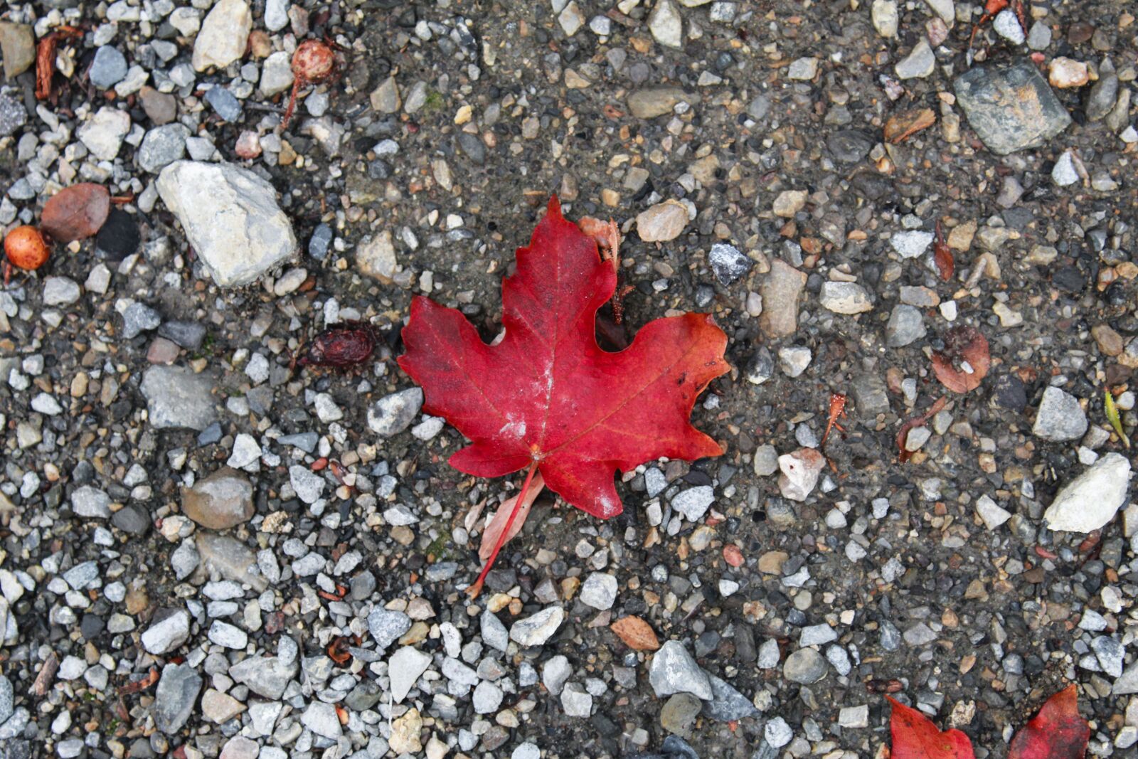 Canon EOS 1300D (EOS Rebel T6 / EOS Kiss X80) sample photo. Leaf, fall, rocks photography