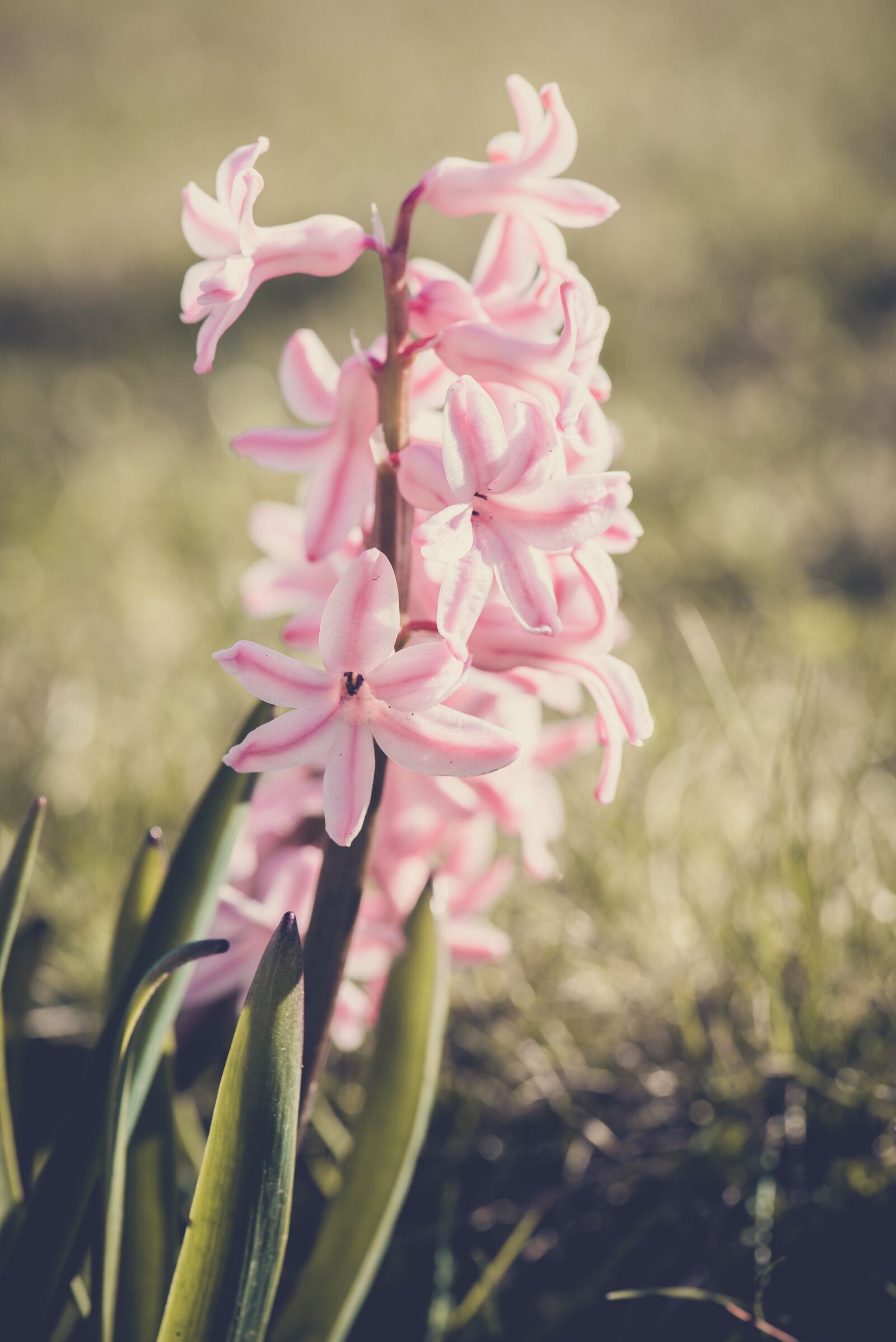 Nikon D750 sample photo. Hyacinth, pink, flower photography