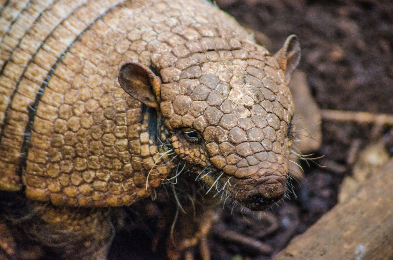 Nikon D7000 sample photo. Armadillo, zoo, animal photography