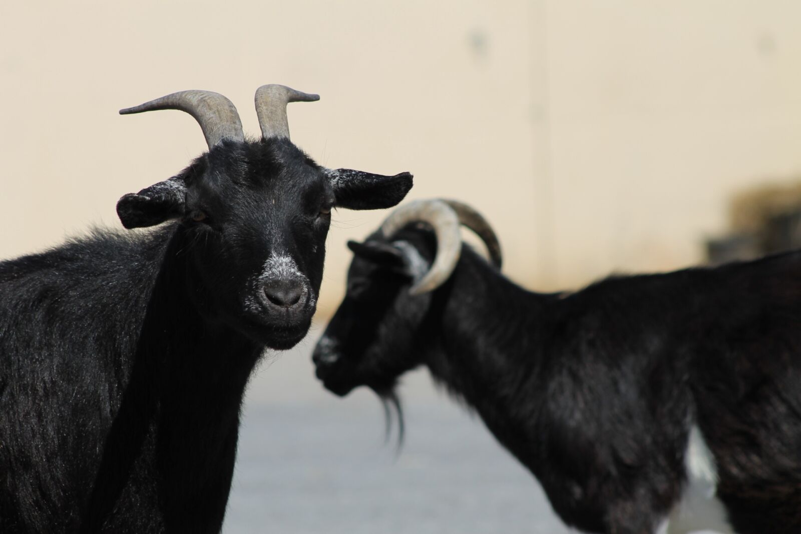Canon EF 75-300mm f/4-5.6 sample photo. Aiderbichl, animals, sanctuary photography