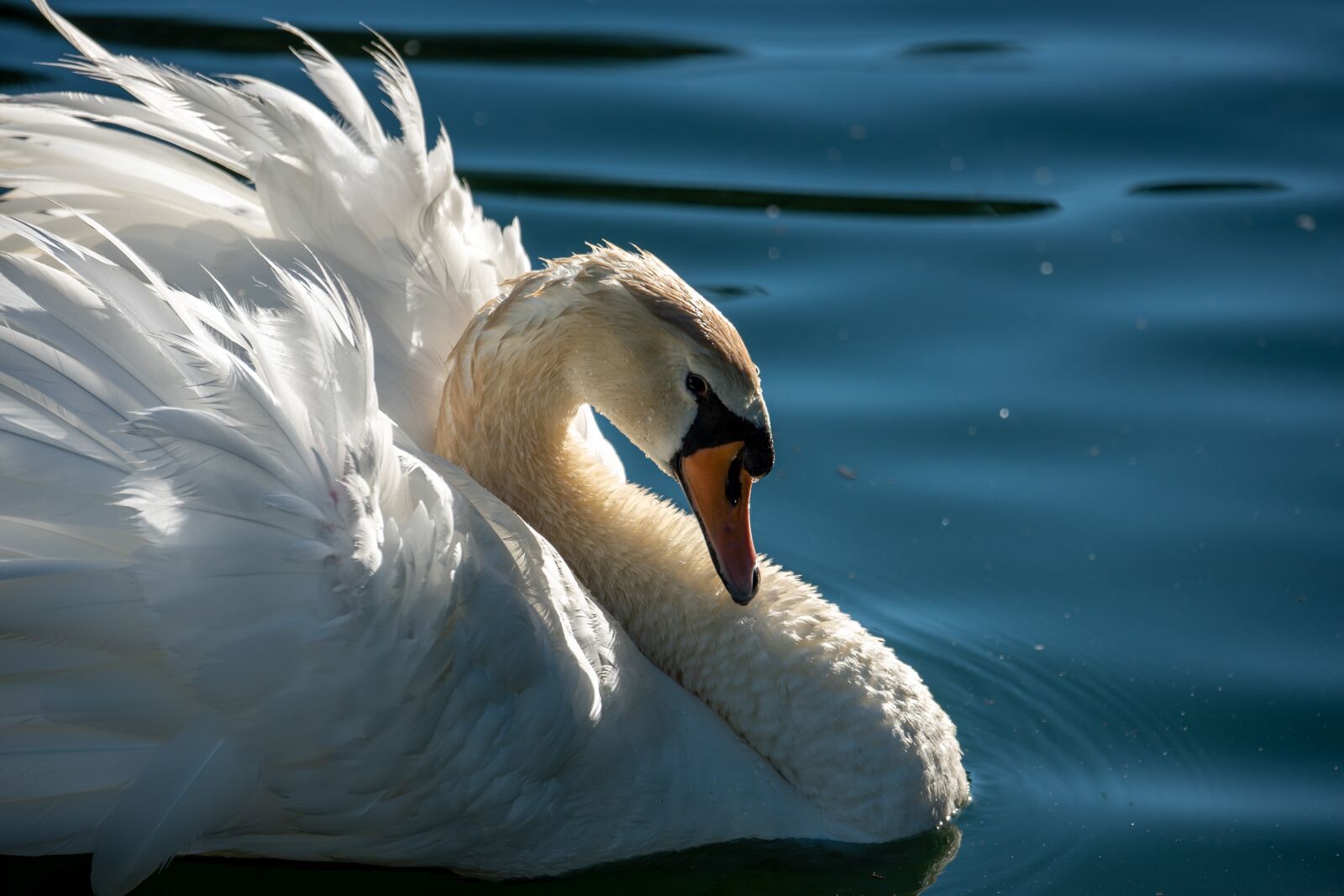 Nikon D750 sample photo. Swan, mute swan, white photography