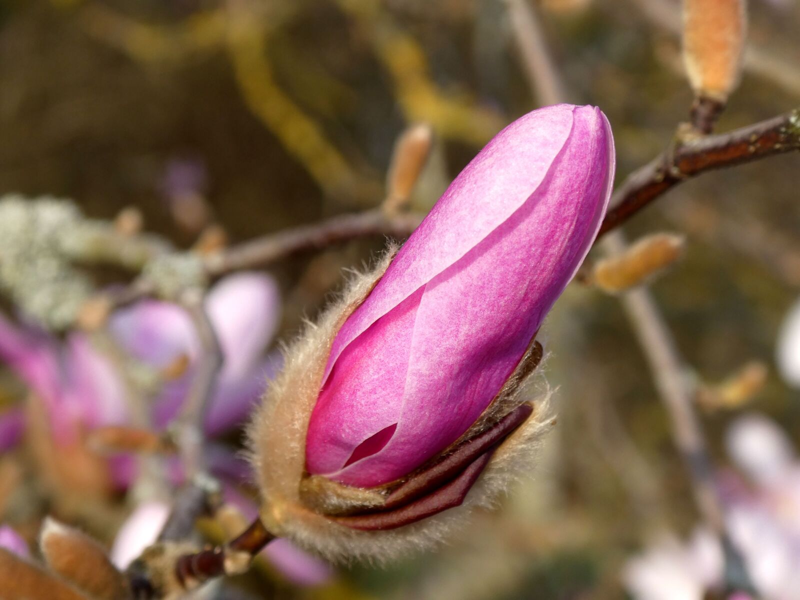 Panasonic DC-TZ91 sample photo. Magnolia, flower, blossom photography