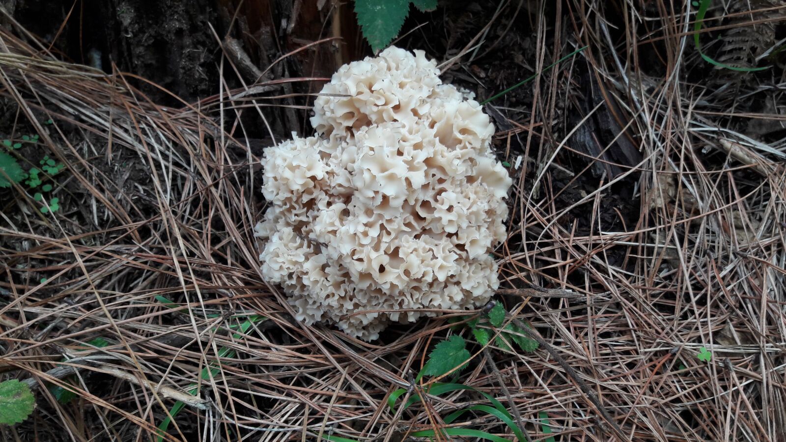 Samsung Galaxy A3(2016) sample photo. Mushroom, autumn, forest photography