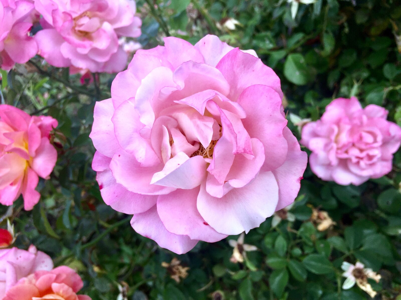 Apple iPhone 6 sample photo. Rosa, pink rose, pink photography