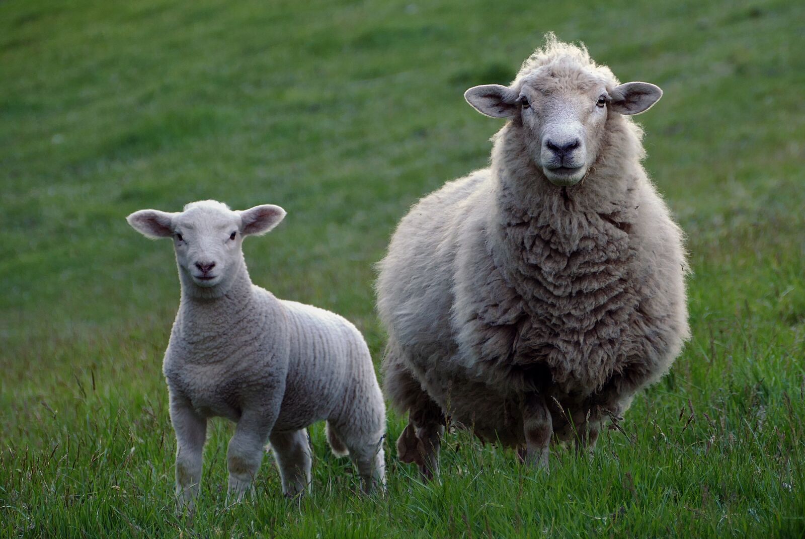 Panasonic Lumix DMC-FZ1000 sample photo. Sheep, agriculture, livestock photography