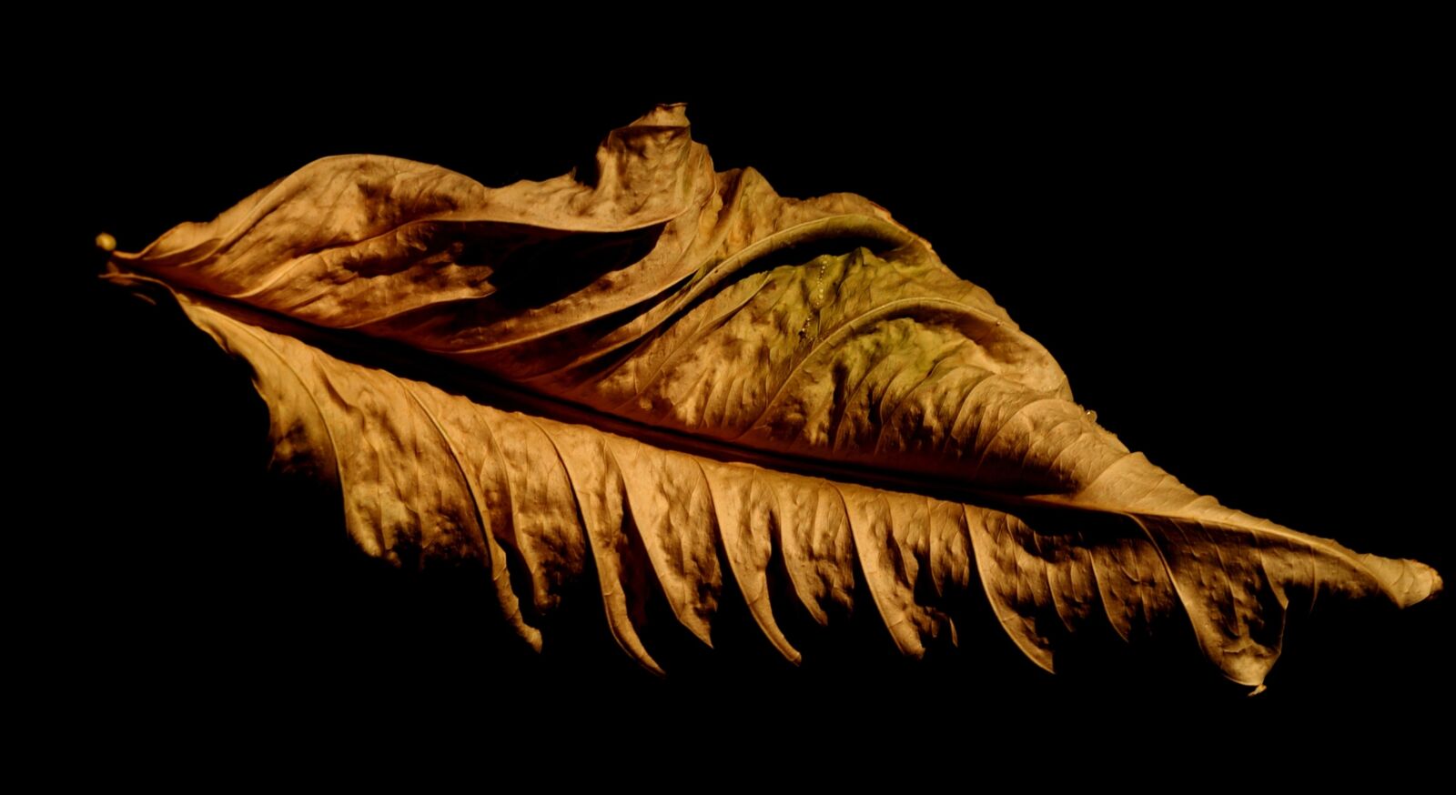 Nikon D200 sample photo. Nature, sheet photography