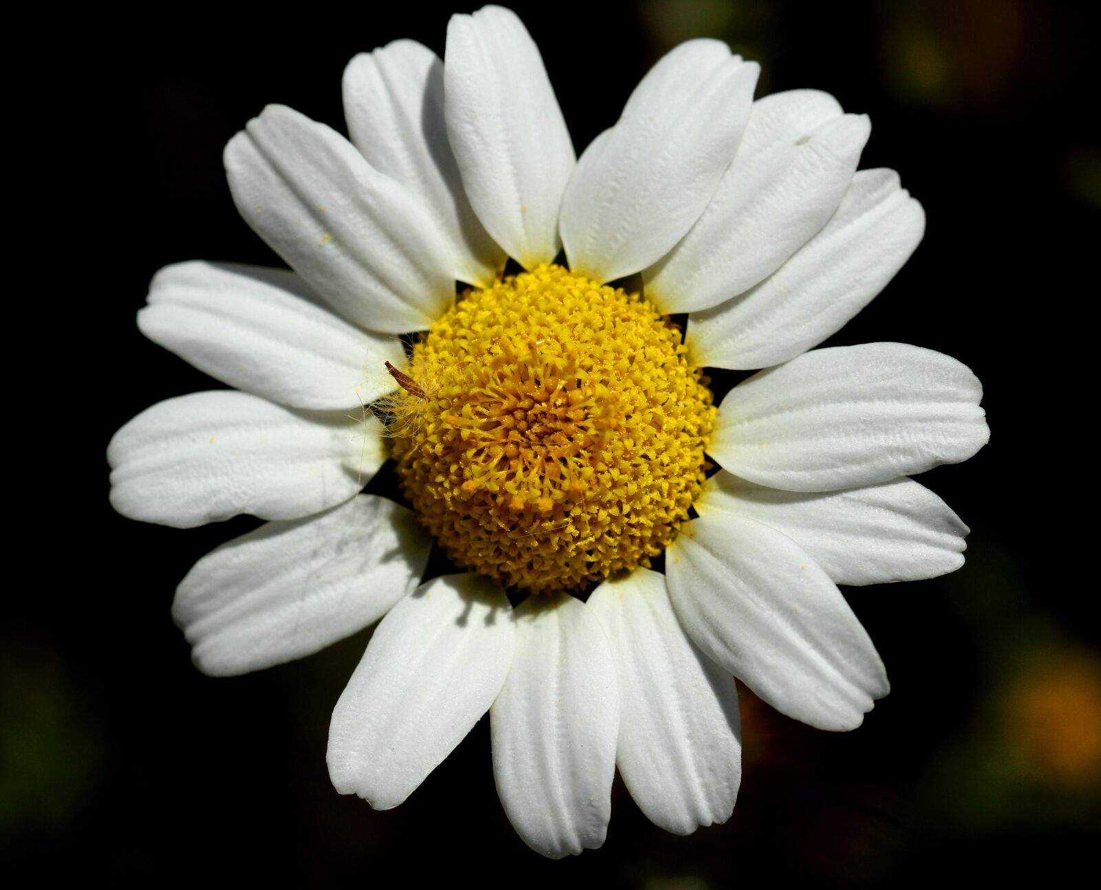 Canon EOS 7D sample photo. Daisy, flower, nature photography