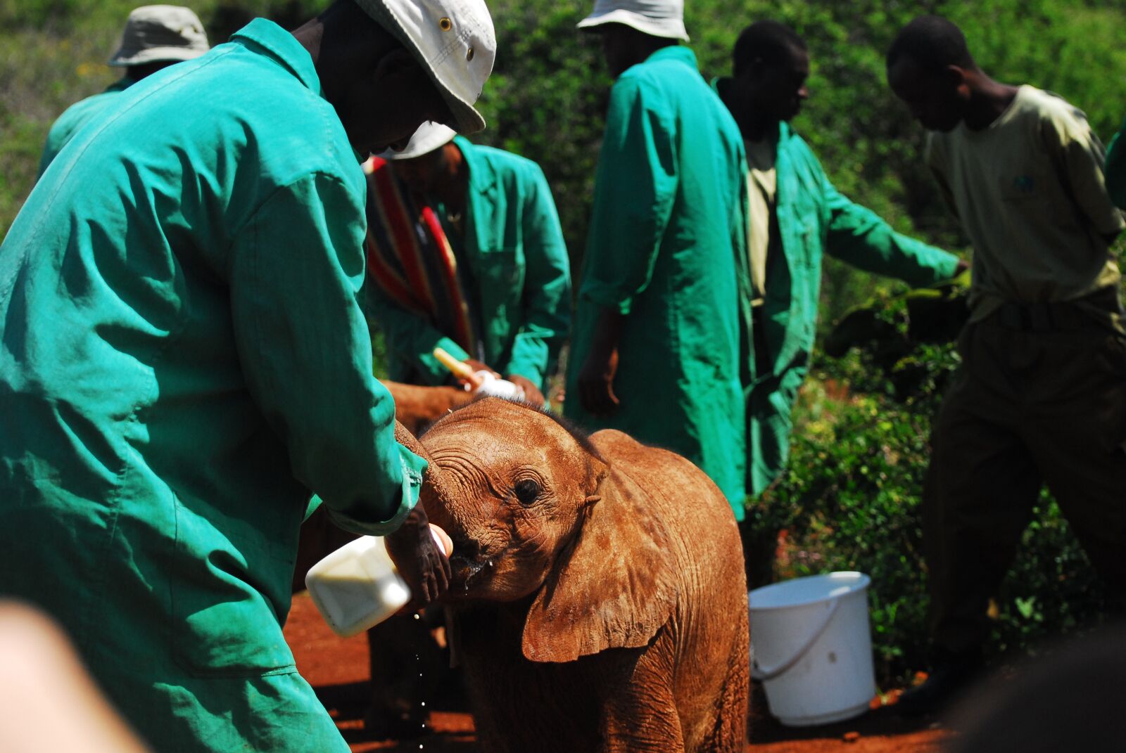 Nikon D200 sample photo. Feeding baby elephants, bottle photography