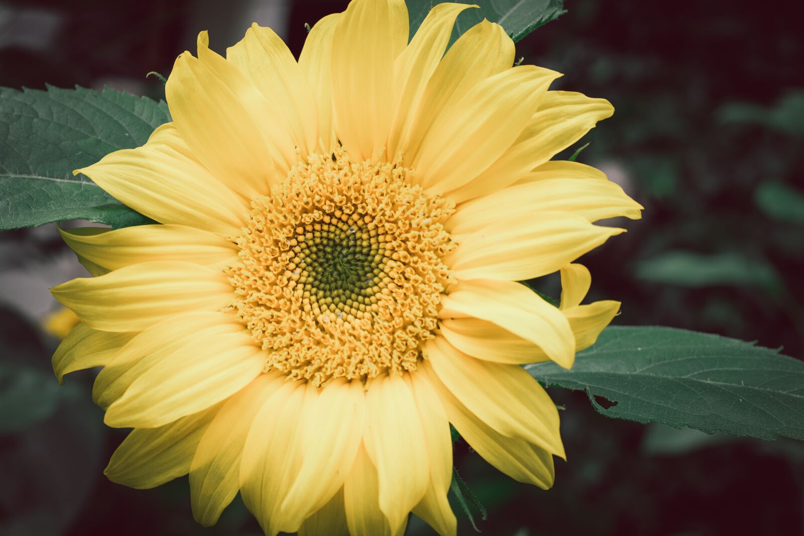 Nikon D7100 sample photo. Sunflower, yellow, garden photography