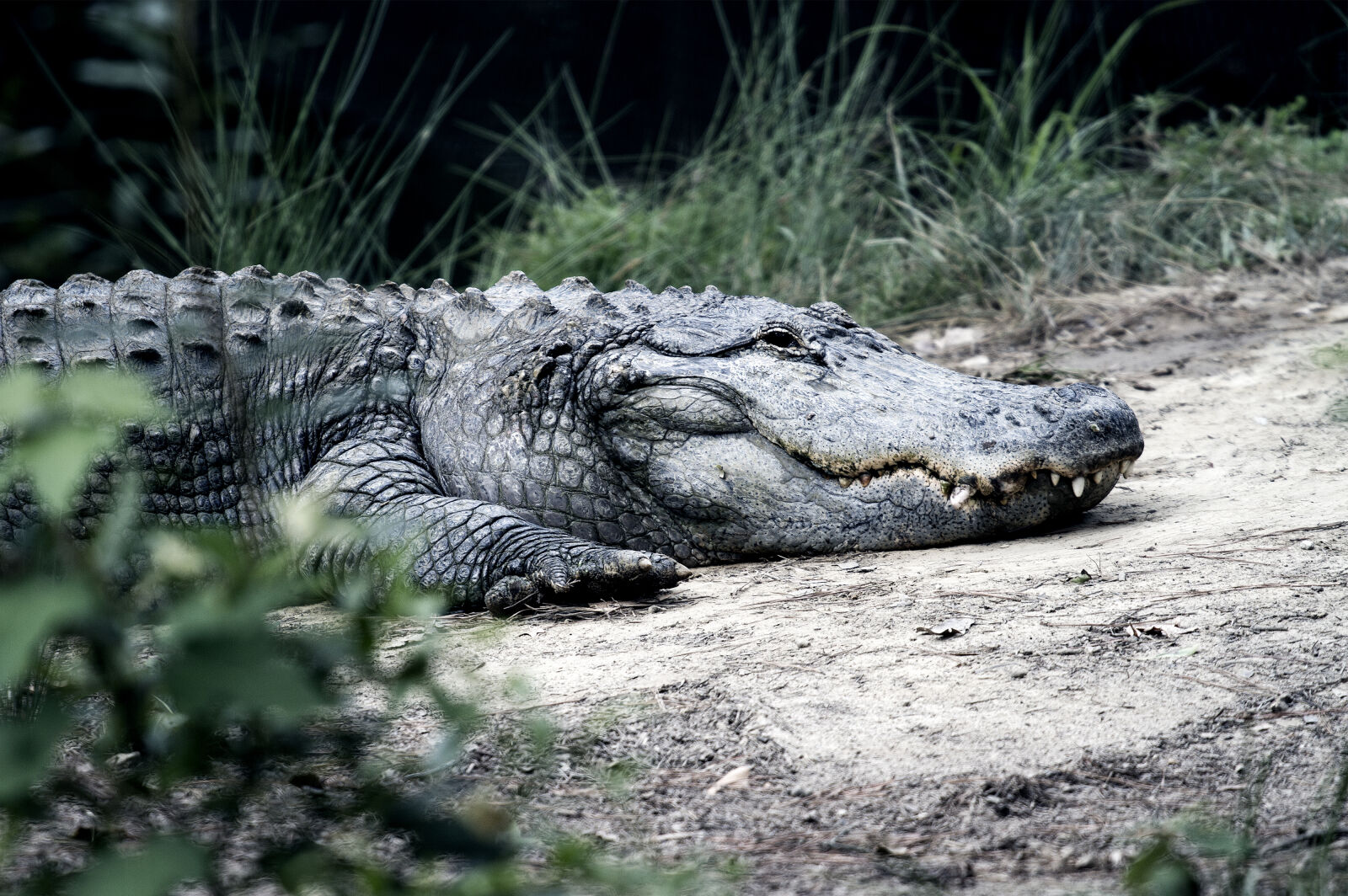 Canon EF 70-200mm F4L USM sample photo. View, of, crocodile photography