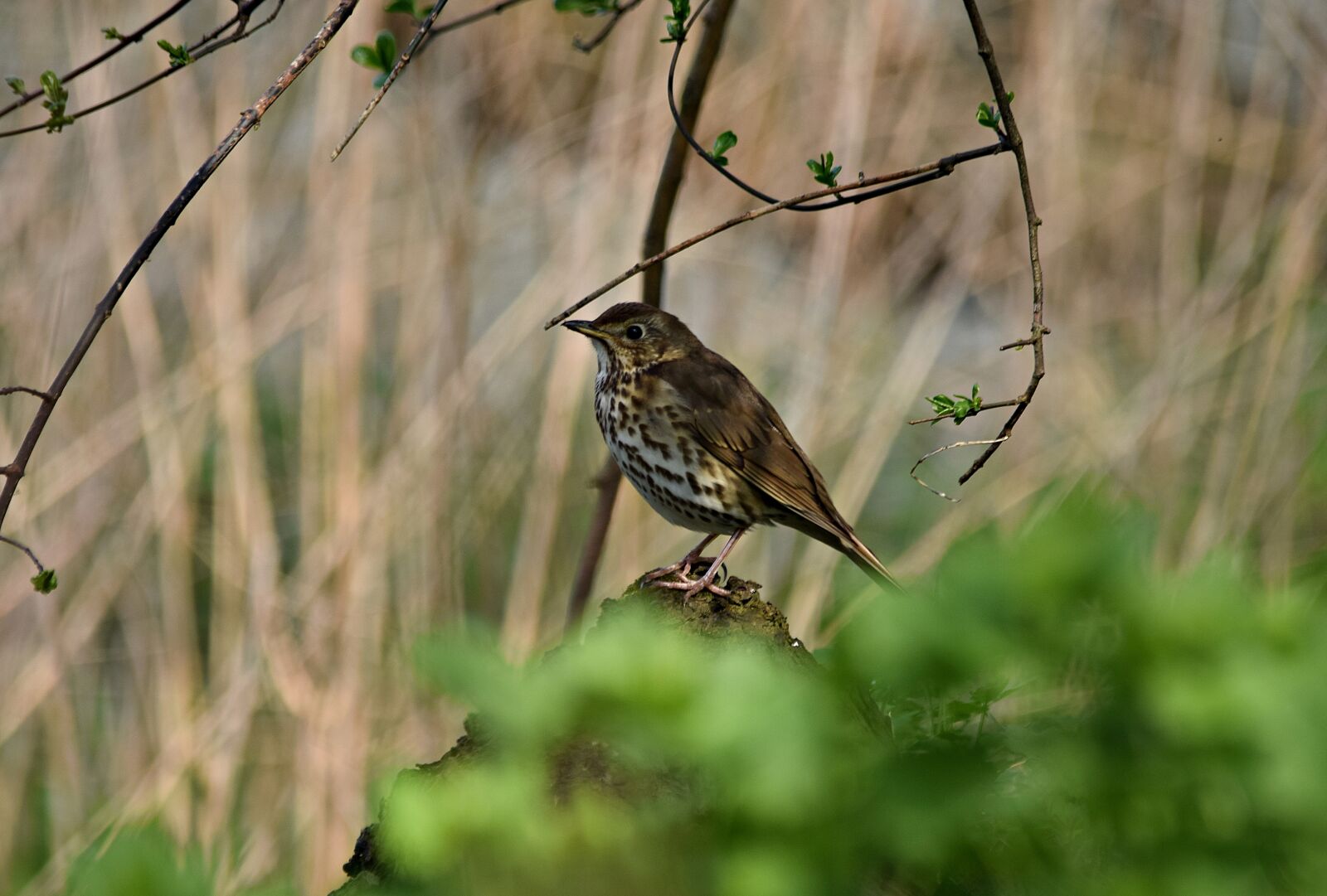 Nikon D5300 sample photo. Drozd, blackbird singing, bird photography