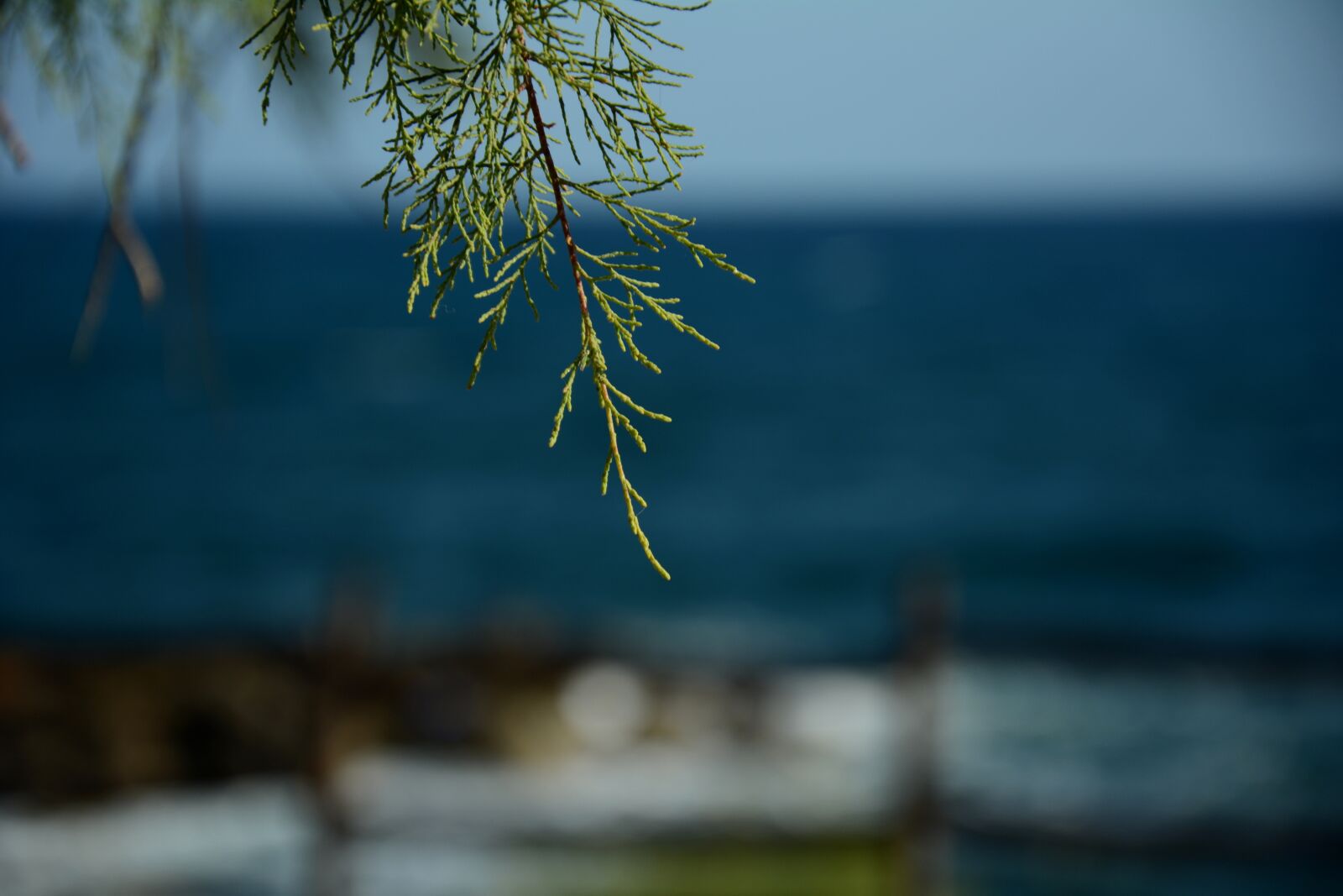 Nikon D5200 sample photo. Needles, branch, sea photography