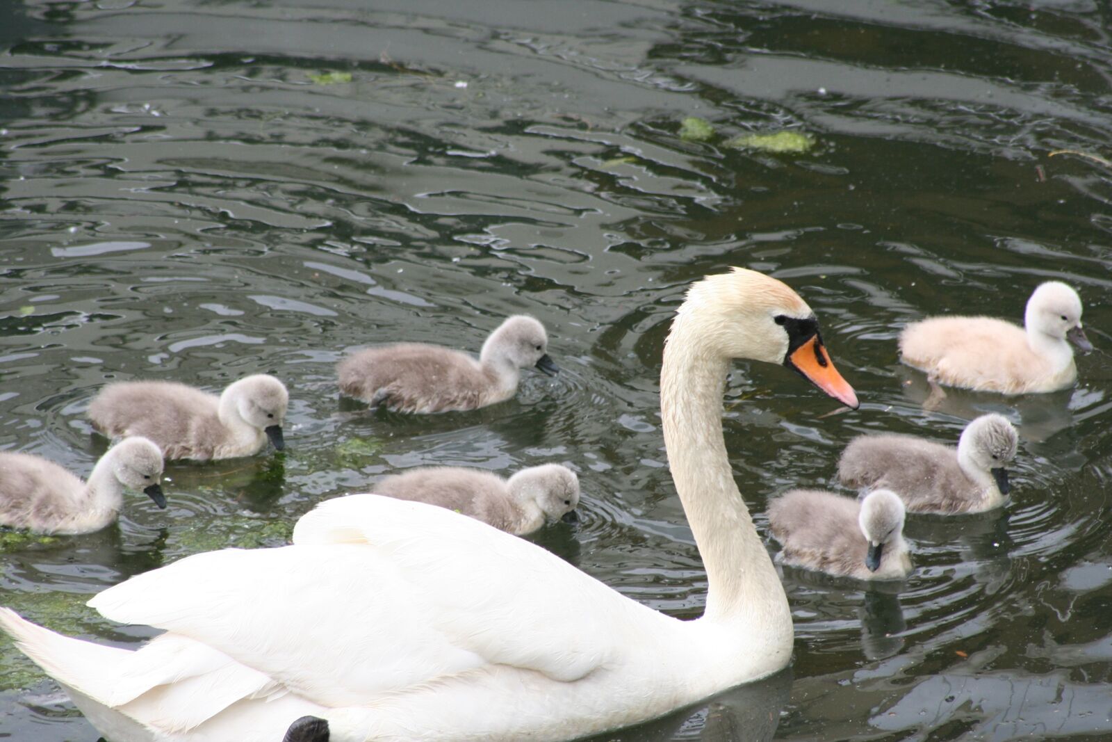 Canon EOS 350D (EOS Digital Rebel XT / EOS Kiss Digital N) sample photo. Mute swan, swan, chicks photography