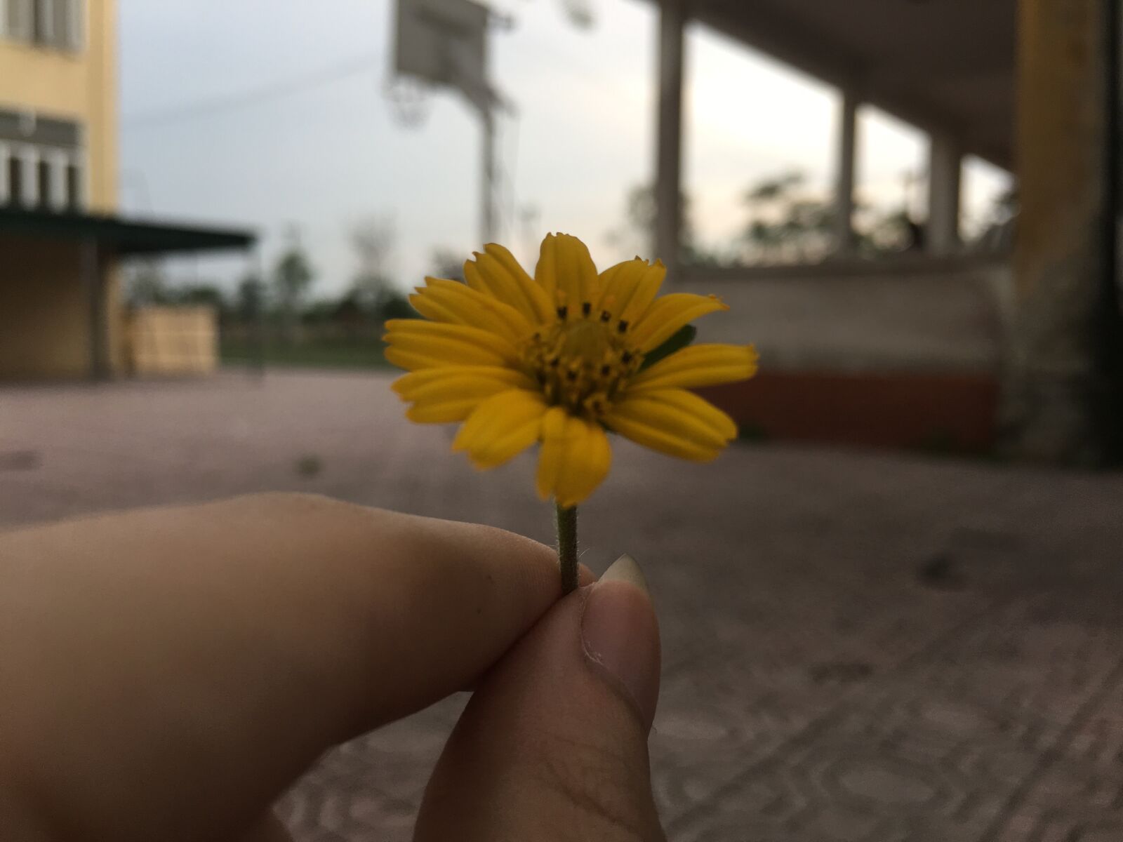 iPhone 6s Plus back camera 4.15mm f/2.2 sample photo. Flower, school, summer photography