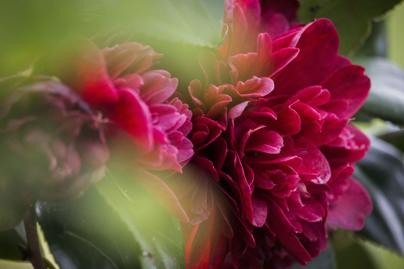 Canon EF-S 55-250mm F4-5.6 IS STM sample photo. Camellia, red camellia, red photography
