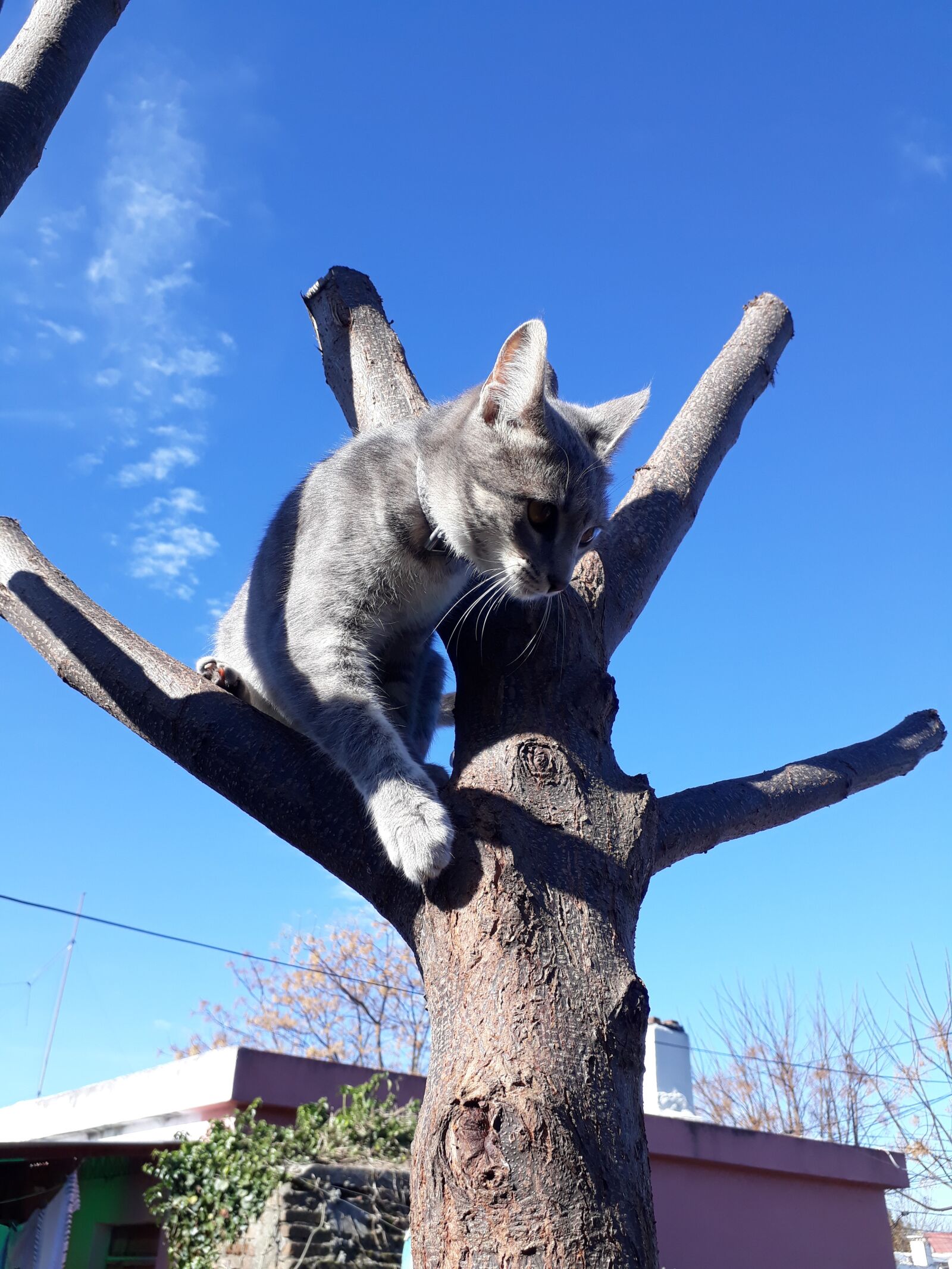 Samsung Galaxy J7 Prime sample photo. Cat, animal, domestic photography