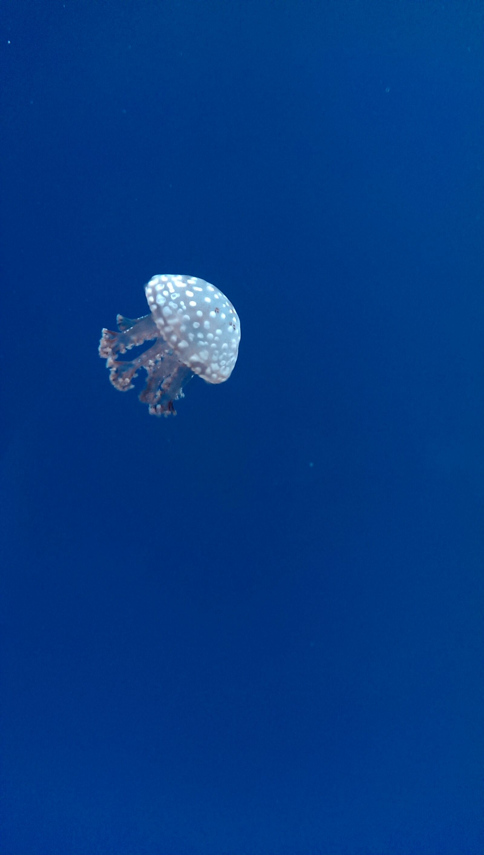 HTC ONE sample photo. Blue, jellyfish, water photography