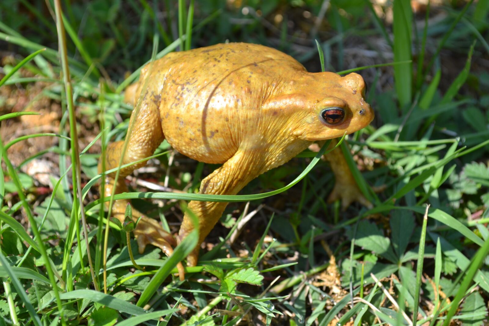 Nikon D3100 sample photo. Toad, frog, amphibian photography