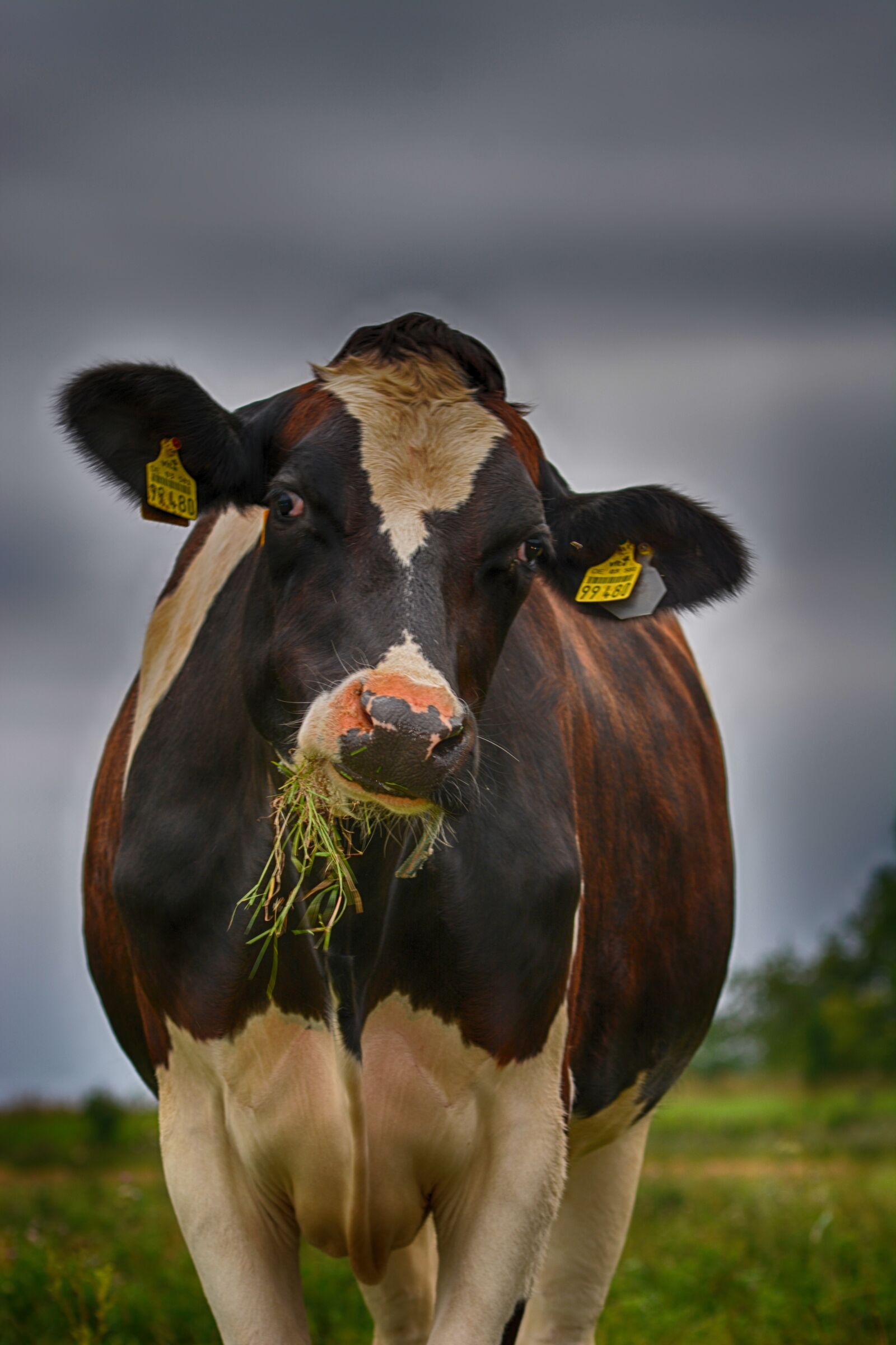 Nikon D5200 sample photo. Cow, close up, portrait photography