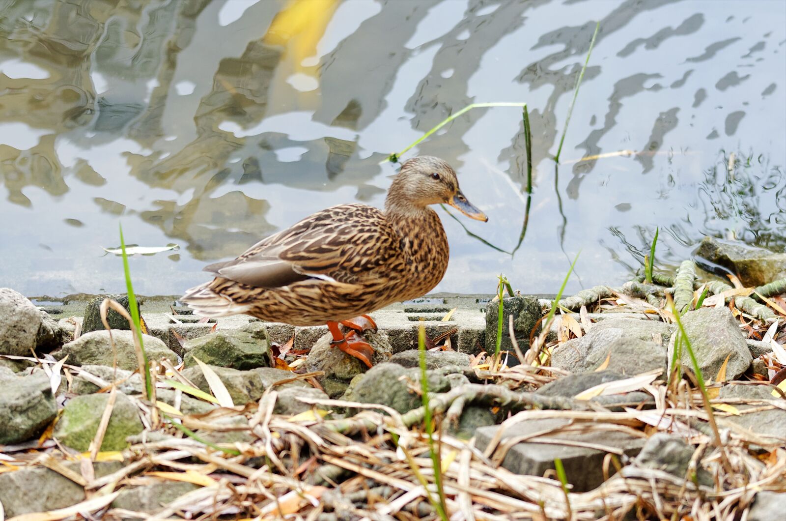 Nikon D5100 sample photo. Bird, duck, female photography