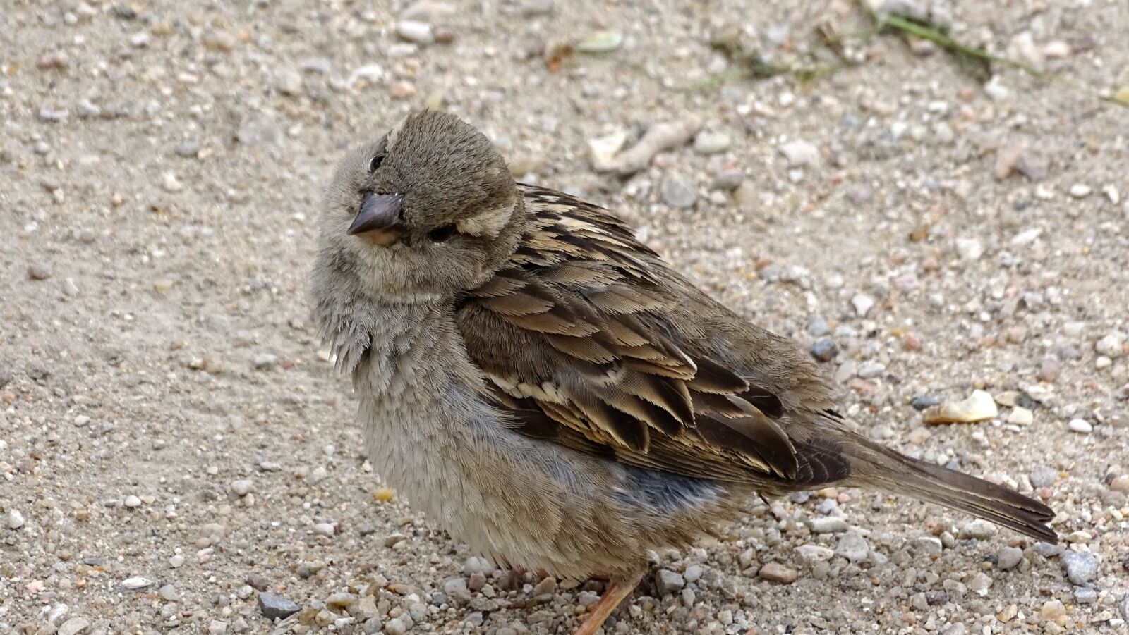Sony Cyber-shot DSC-HX400V sample photo. Sparrow, bird, sperling photography