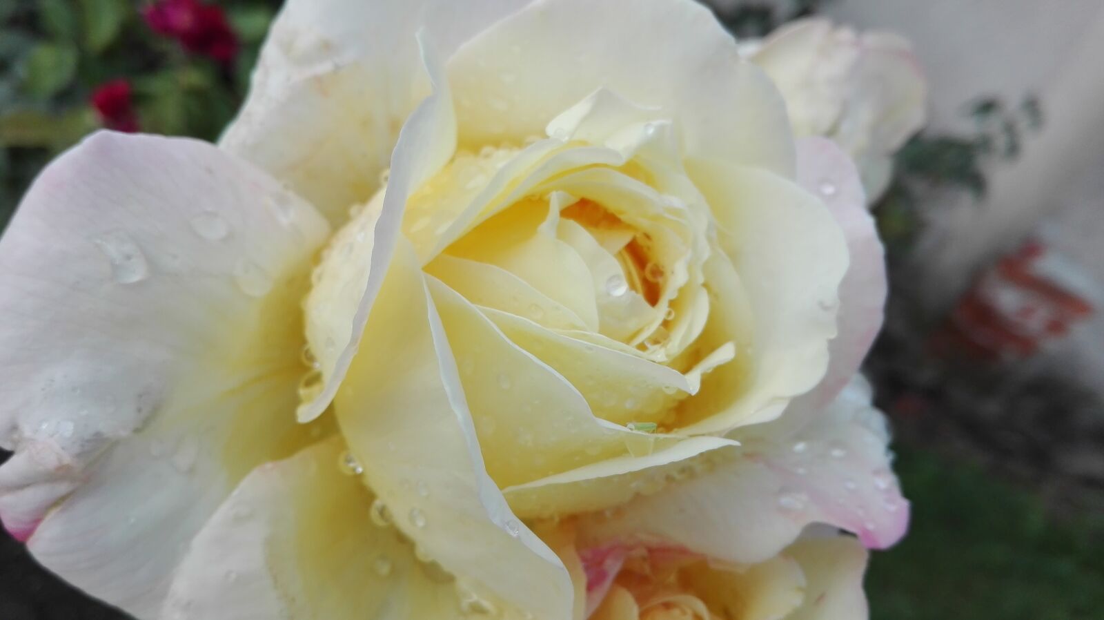HUAWEI P8 Lite sample photo. Rose, flower, beauty photography