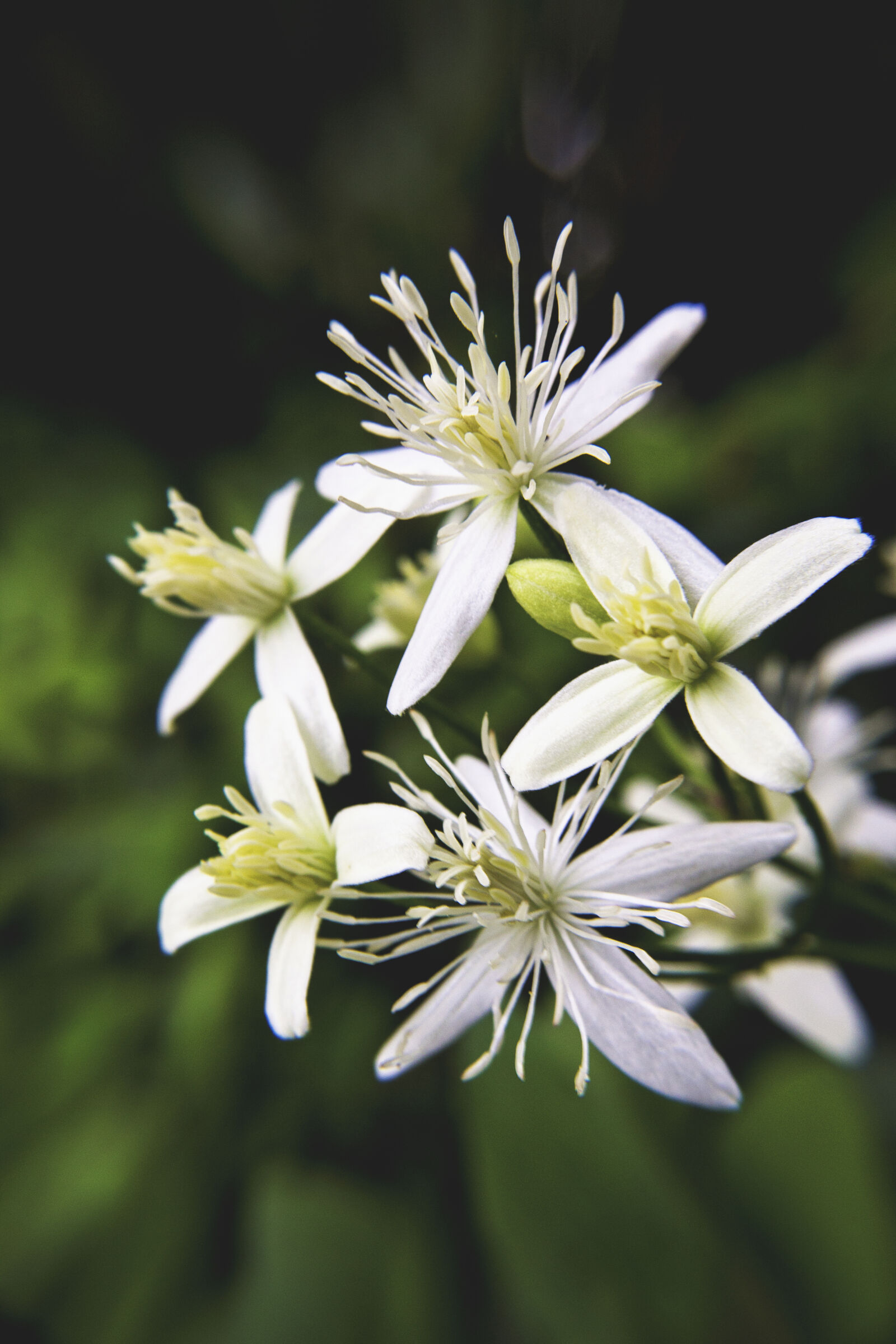 Canon EOS 600D (Rebel EOS T3i / EOS Kiss X5) sample photo. Flower, green, white, white photography