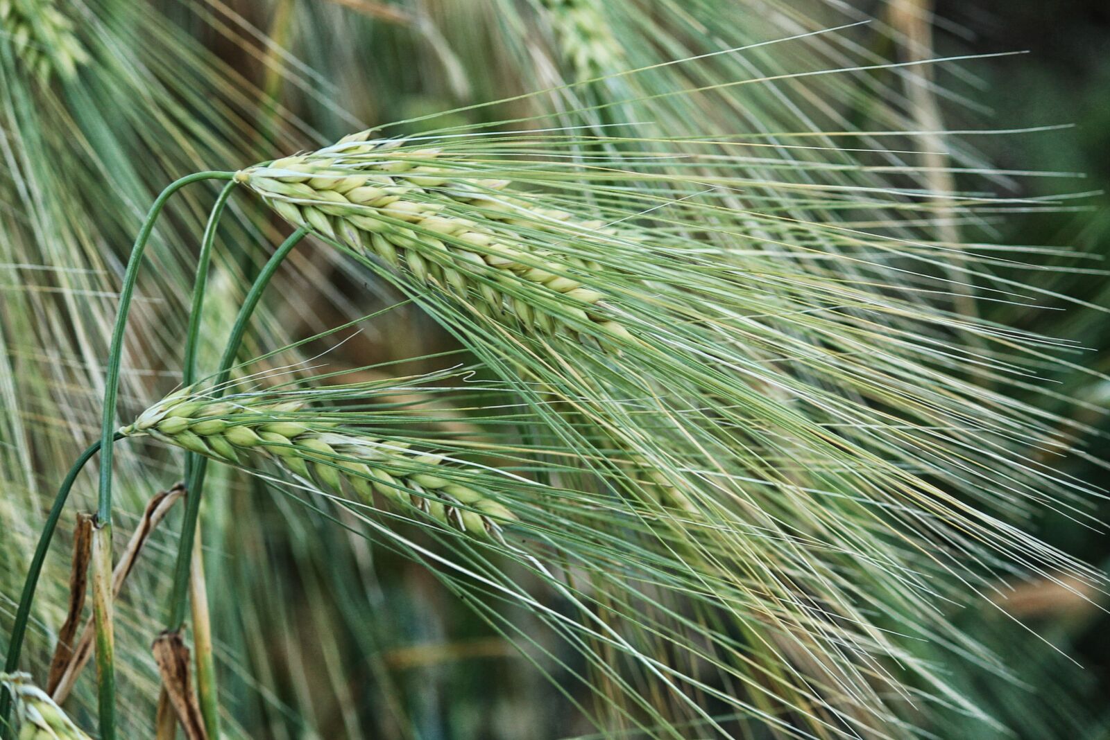 Canon EF-S 55-250mm F4-5.6 IS II sample photo. Spike, cereals, cornfield photography