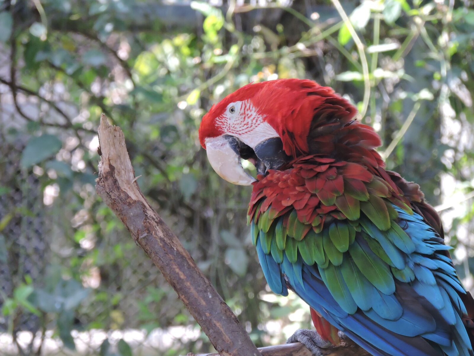 Nikon Coolpix P530 sample photo. Parrot, gucamaya, colorful photography