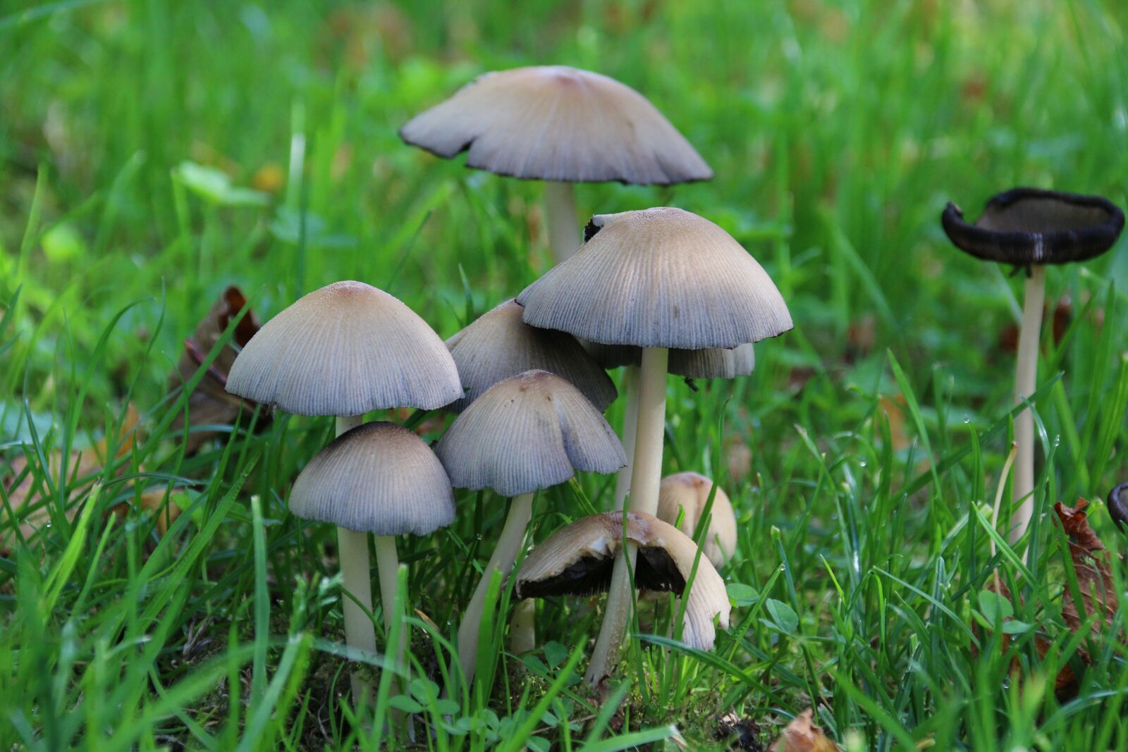 Canon EOS 70D sample photo. Mushrooms, nature, fall photography