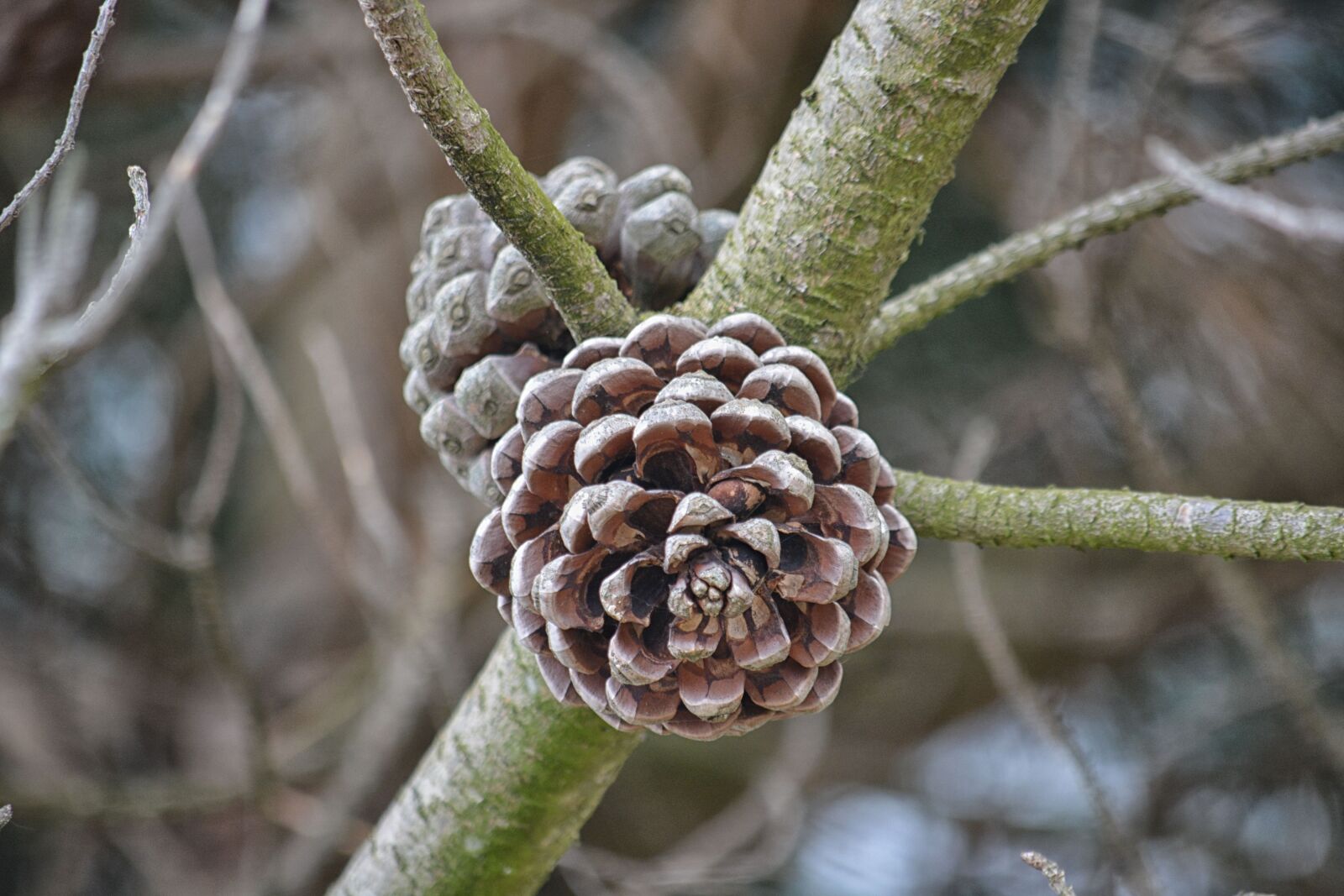 Nikon D5200 sample photo. Arbre, coniferes, epingle, nature photography