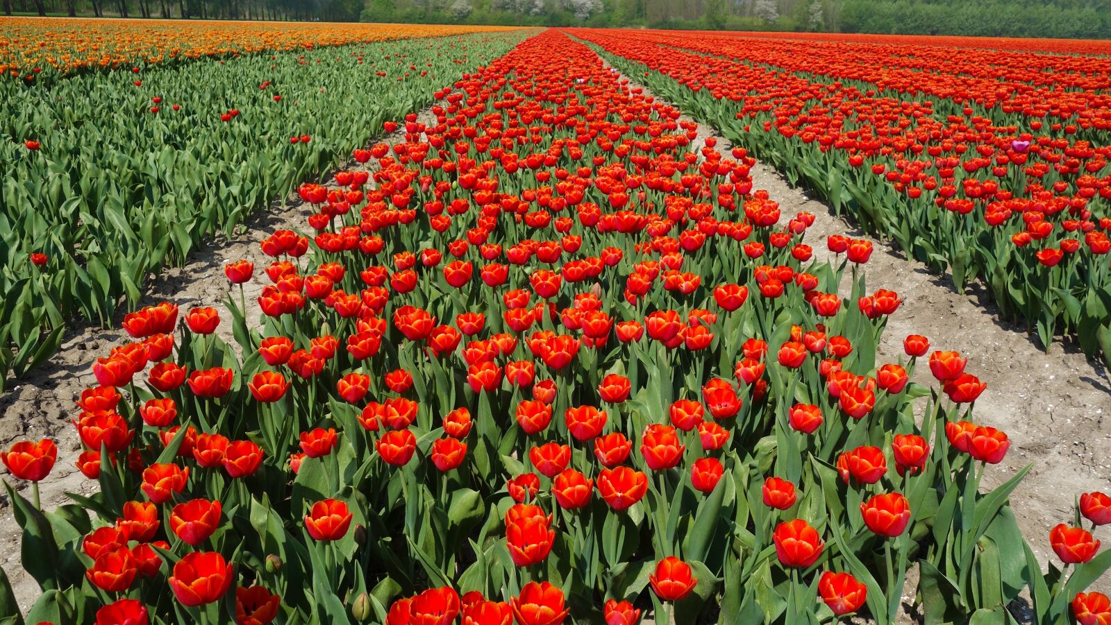 Sony Cyber-shot DSC-RX100 sample photo. Tulips, bulbs, tulip photography