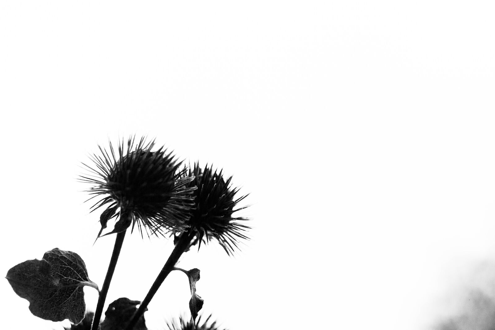 Canon EOS 80D + Canon EF 50mm F1.8 STM sample photo. Thistle, prickly, plant photography