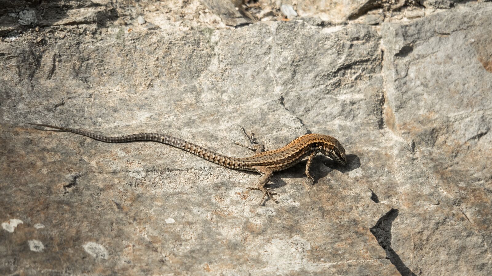 Canon PowerShot G3 X sample photo. Lizard, reptile, shed lizard photography