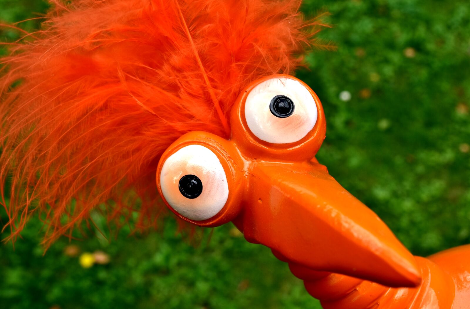 Nikon D7200 sample photo. Weird bird, cute, funny photography