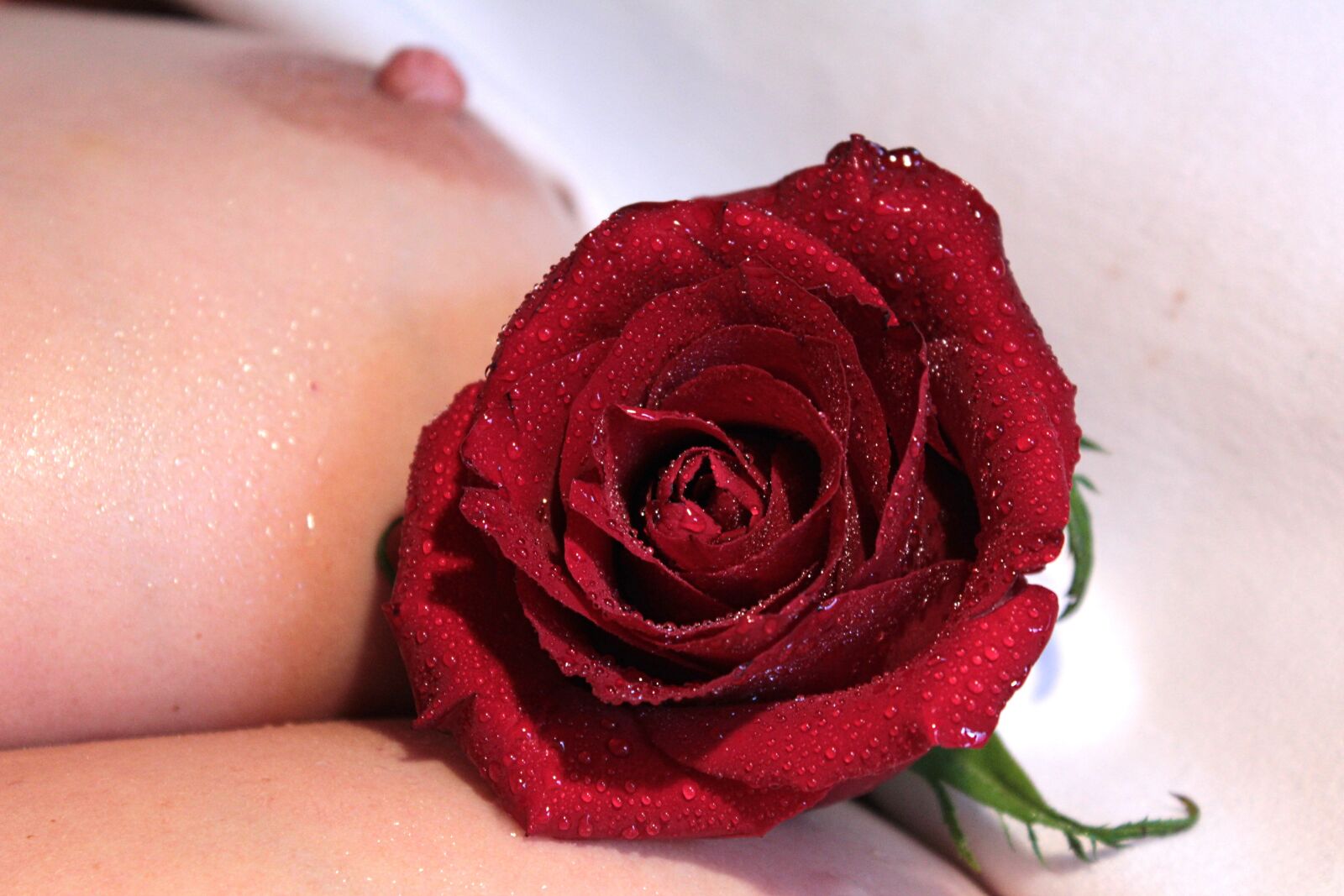 Canon EOS 600D (Rebel EOS T3i / EOS Kiss X5) sample photo. Nipple, breast, rose photography