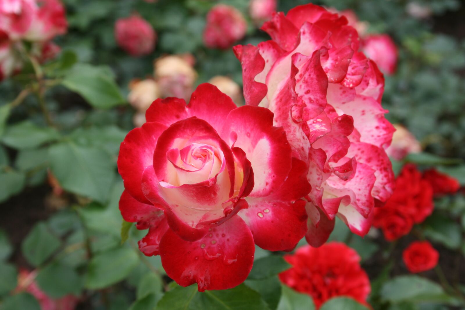 Canon EOS 400D (EOS Digital Rebel XTi / EOS Kiss Digital X) sample photo. Rose, rose garden, rose photography