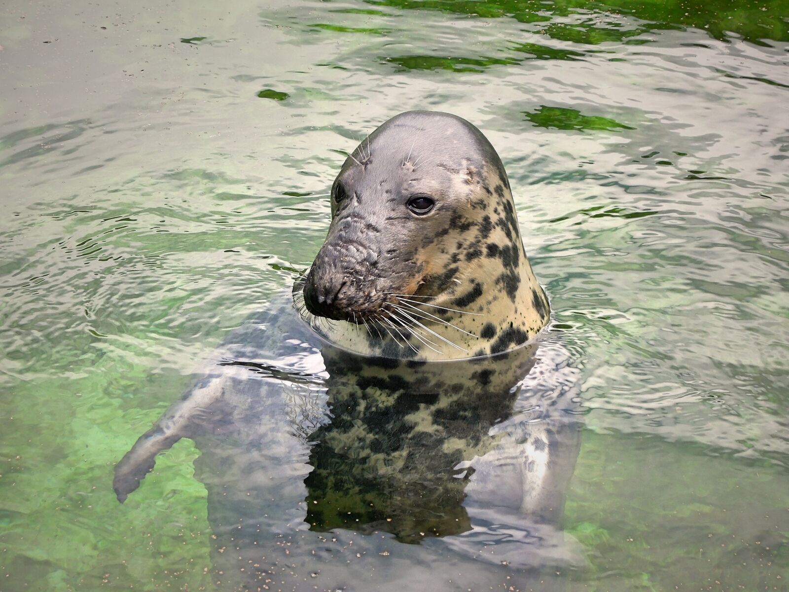 Nikon Coolpix P300 sample photo. Seal, animal, water photography
