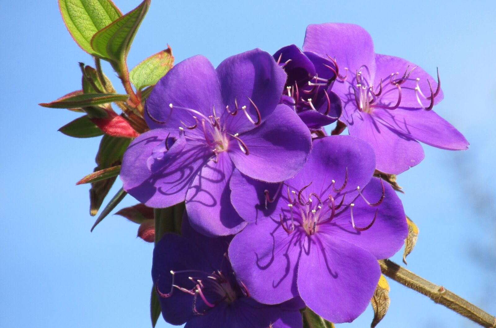 Canon PowerShot SX170 IS sample photo. Flower, sky, high photography