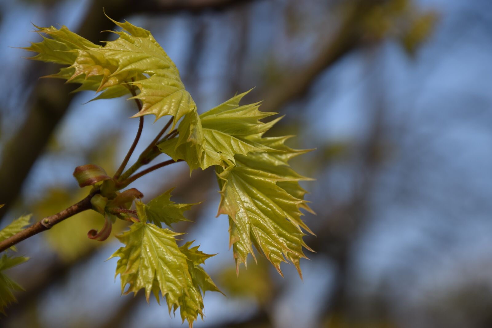 Nikon D5300 sample photo. Nature, spring, plant photography