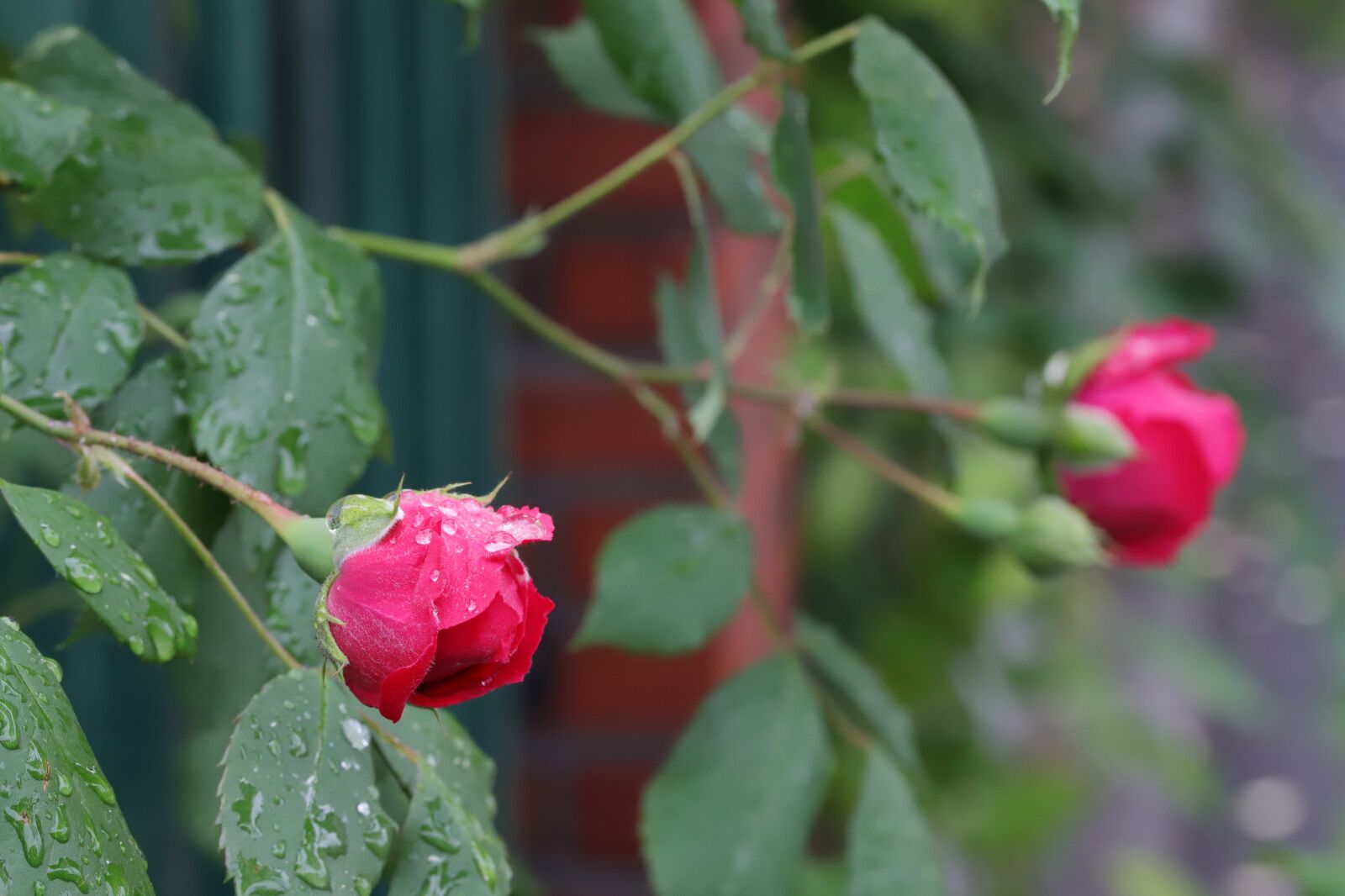 Canon EOS 6D Mark II sample photo. Rose, flowers, nature photography
