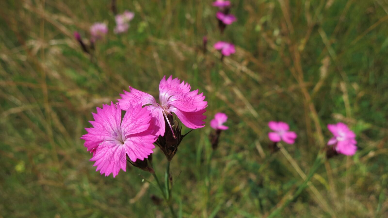 Canon PowerShot S110 sample photo. Flower, pink, purple photography