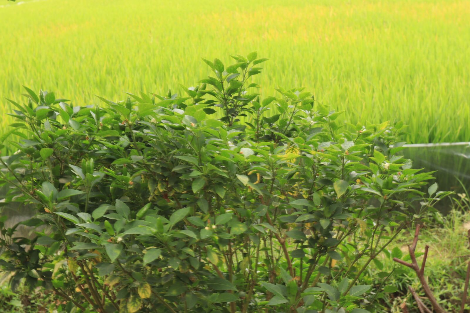 Canon EOS M50 (EOS Kiss M) sample photo. Field, silk, tree photography