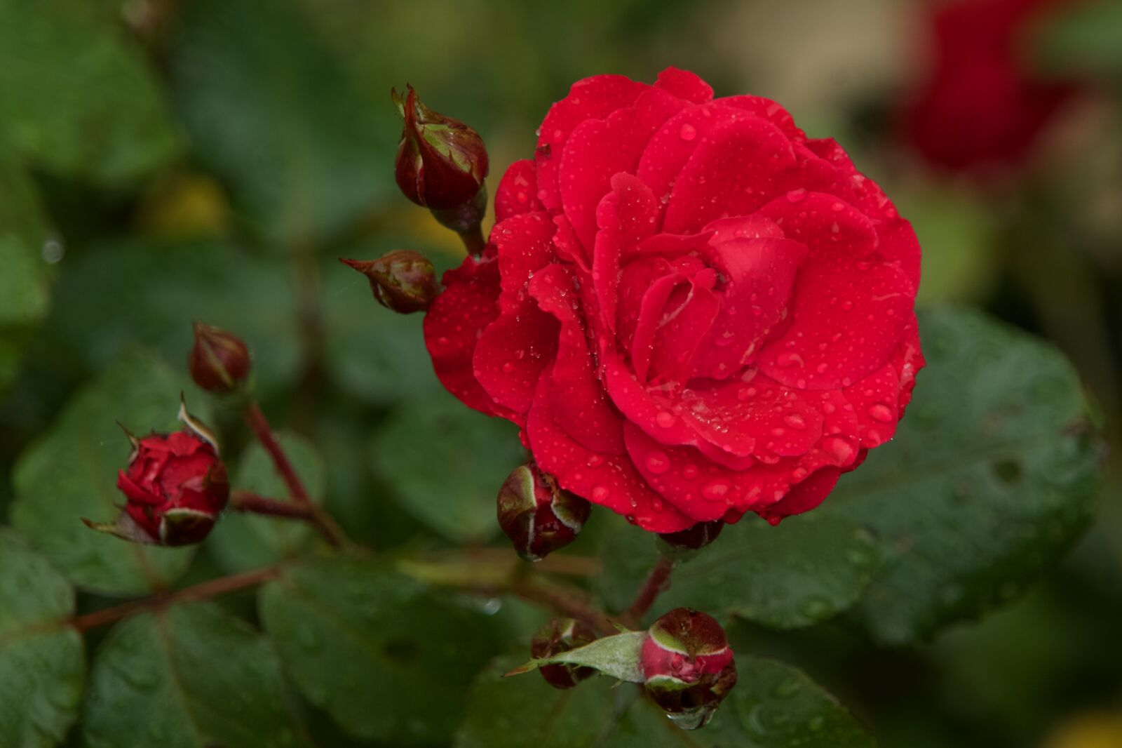 Sony a7 II + Sony FE 24-240mm F3.5-6.3 OSS sample photo. Rose, flower, flowers photography