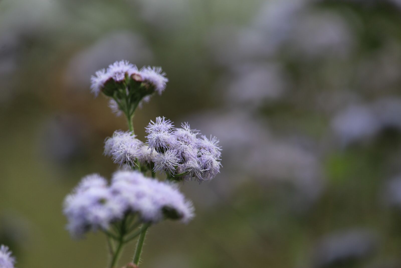 Canon EF-S 55-250mm F4-5.6 IS STM sample photo. Violet flowers, beautiful flowers photography