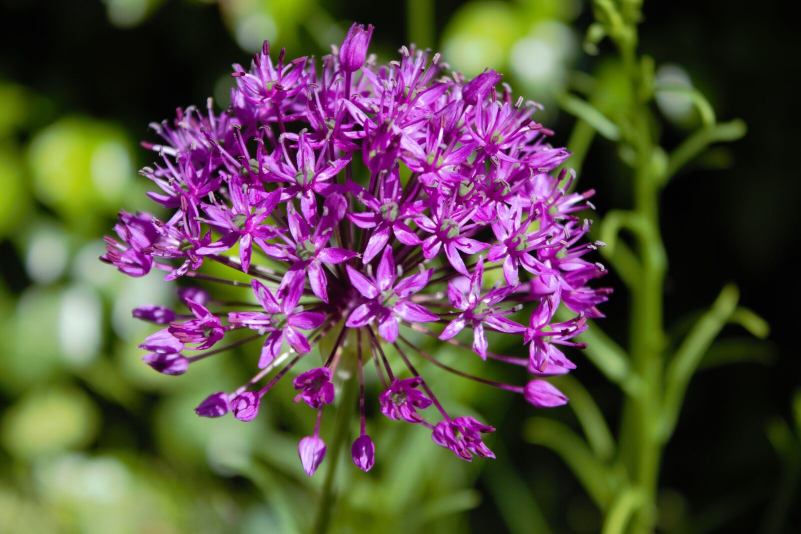 Canon EOS 600D (Rebel EOS T3i / EOS Kiss X5) sample photo. Allium giganteum, amaryllis plant photography