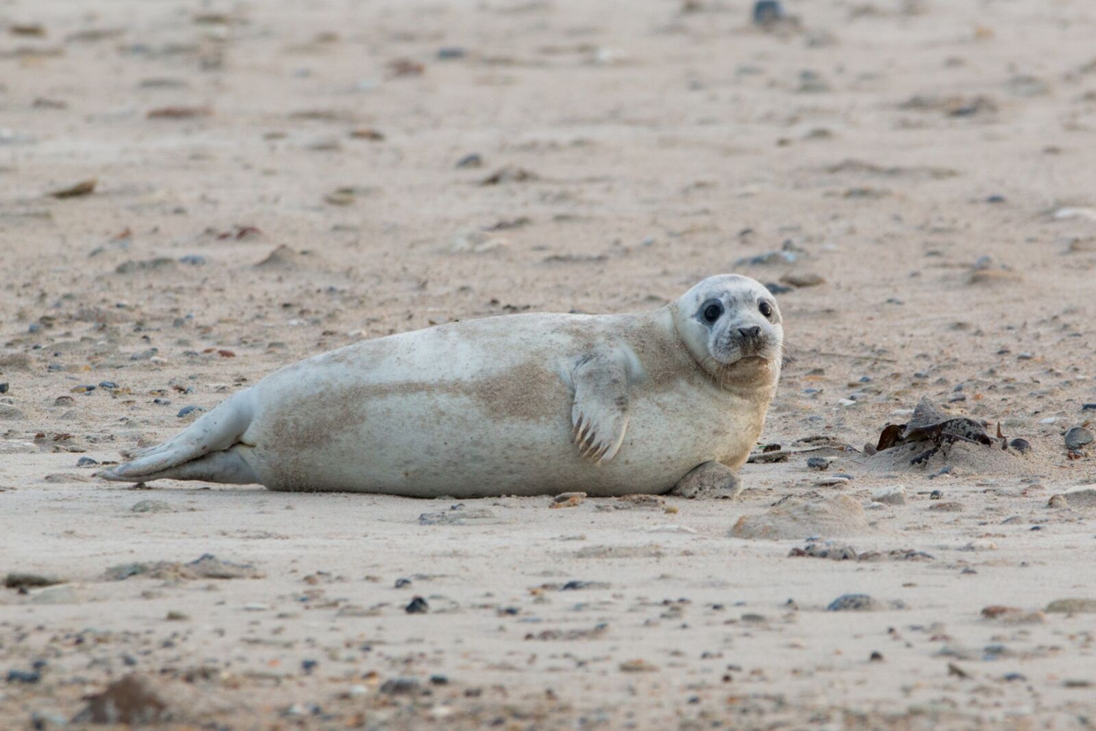 150-600mm F5-6.3 DG OS HSM | Contemporary 015 sample photo. Robbe, grey seal, helgoland photography