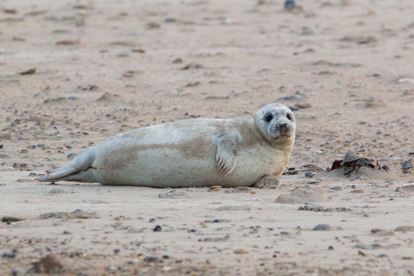 Canon EOS 70D + 150-600mm F5-6.3 DG OS HSM | Contemporary 015 sample photo. Robbe, grey seal, helgoland photography