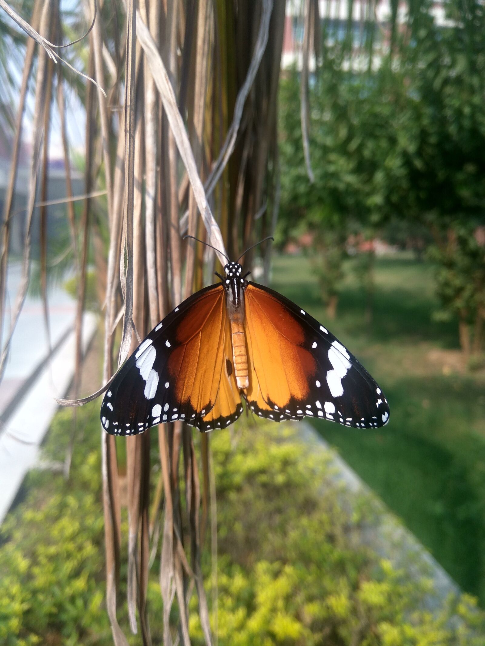 Xiaomi Redmi Note3 sample photo. Butterfly, danaus plexippus, monarch photography
