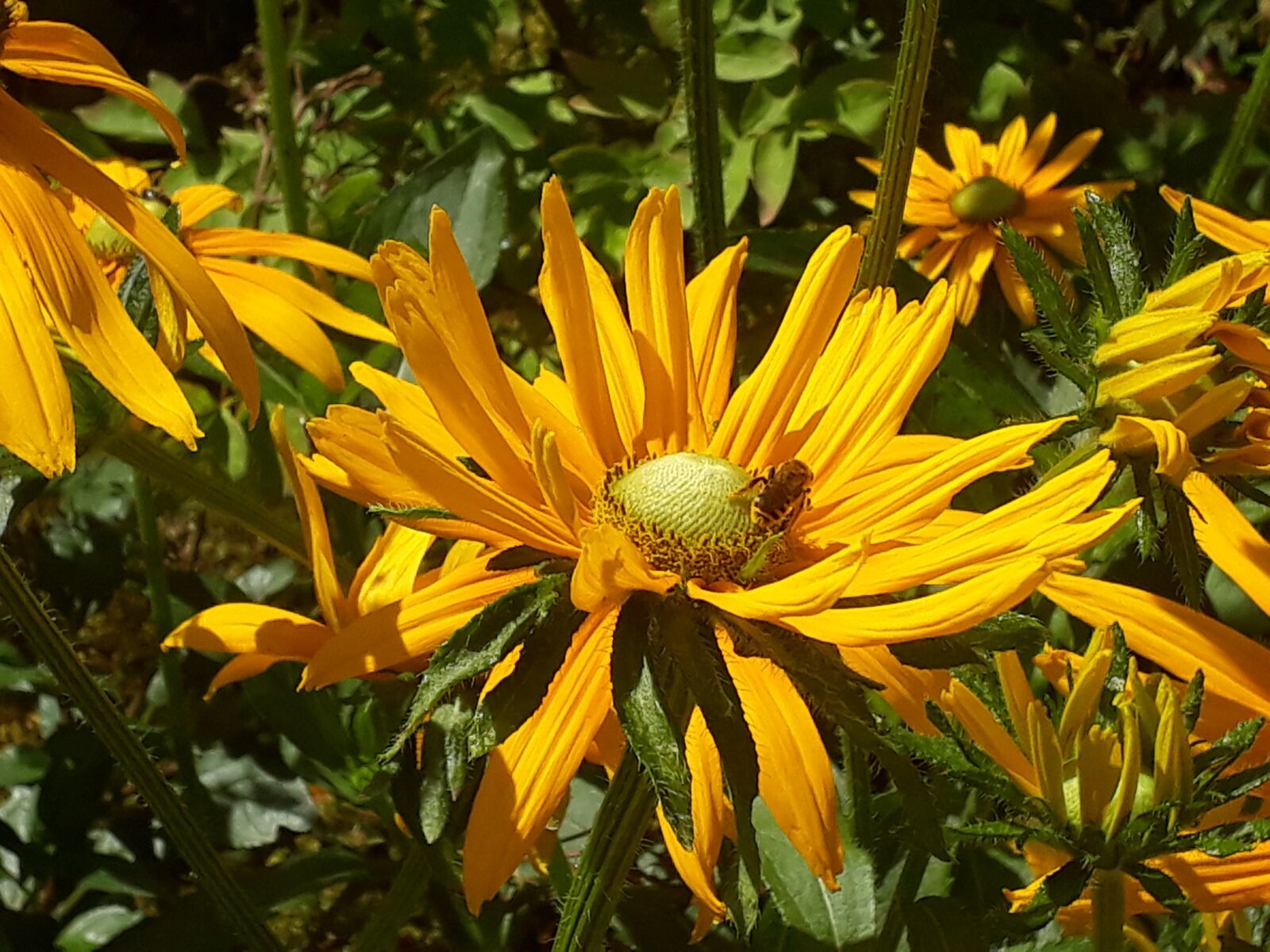 Samsung Galaxy A3(2017) sample photo. Flower, yellow, bee photography